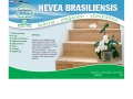 N&H - Hevea Brasiliensis