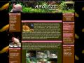 Axolotl - ambystoma mexicanum - chovateľ